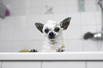Chihuahua in a bathtub