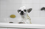 Chihuahua in a bathtub