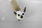 Chihuahua in a bathtub