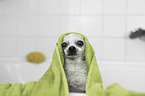 Chihuahua portrait