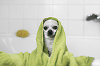 Chihuahua portrait