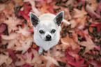 sitting Chihuahua