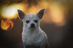 Chihuahua Portrait