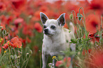 Chihuahua Portrait