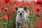 Chihuahua Portrait