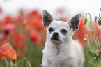 Chihuahua Portrait