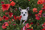 sitting Chihuahua