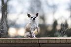 sitting Chihuahua