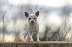 Chihuahua