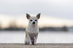 sitting Chihuahua