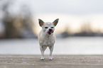 Chihuahua