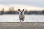 Chihuahua