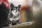 sitting Chihuahua