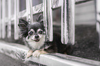 lying Chihuahua