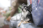 lying Chihuahua