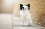 sitting Chihuahua