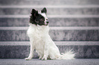 sitting Chihuahua