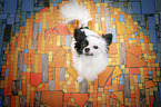sitting Chihuahua
