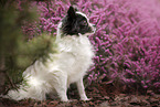sitting Chihuahua