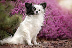 sitting Chihuahua
