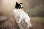 standing Chihuahua