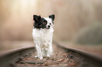 standing Chihuahua