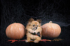 lying Chihuahua