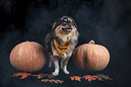 standing Chihuahua