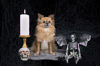 sitting Chihuahua
