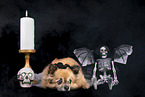 lying Chihuahua