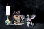 lying Chihuahua