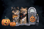 2 Chihuahuas