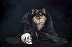 sitting Chihuahua