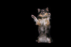 begging Chihuahua