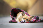 lying Chihuahua