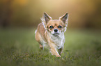 running Chihuahua
