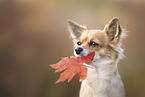 Chihuahua Portrait