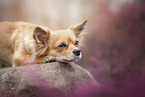 lying Chihuahua