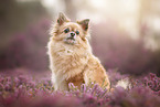 sitting Chihuahua