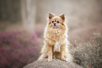 sitting Chihuahua