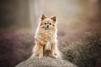 sitting Chihuahua