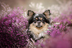 Chihuahua Portrait
