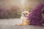 lying Chihuahua