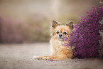 lying Chihuahua