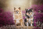 2 Chihuahuas