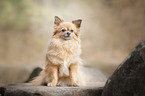 sitting Chihuahua