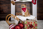 sitting Chihuahua