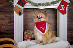 sitting Chihuahua