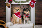 2 Chihuahuas