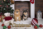2 Chihuahuas